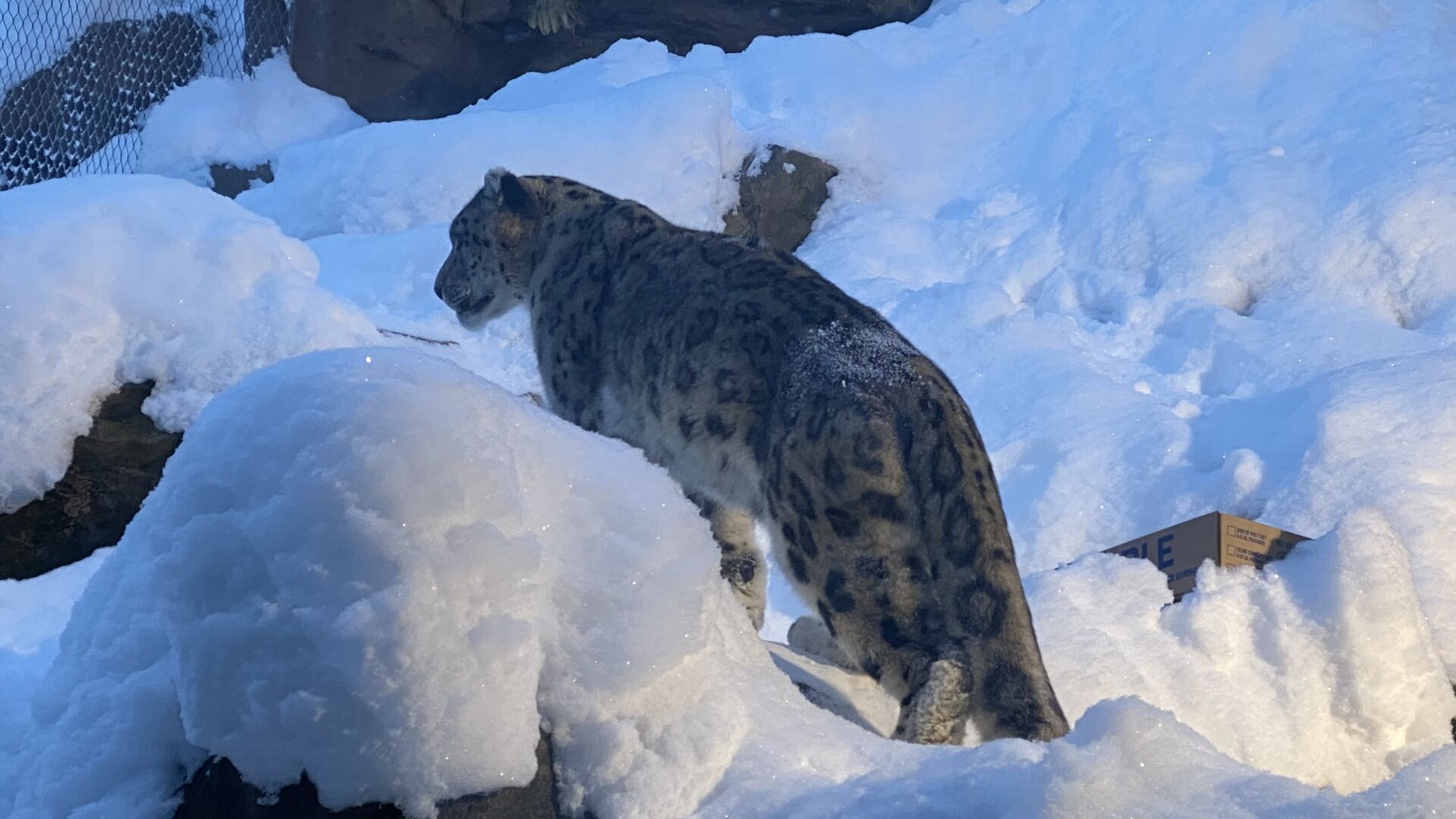 snow_leopard.jpg